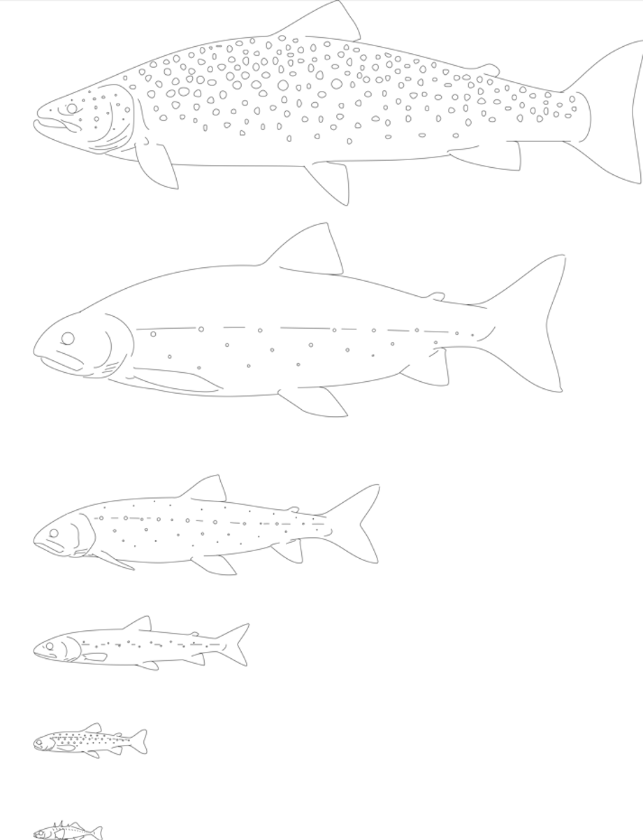 Fishes in lake Þingvallavatn, Brown trout, four morphs of arctic char and threespine stickleback