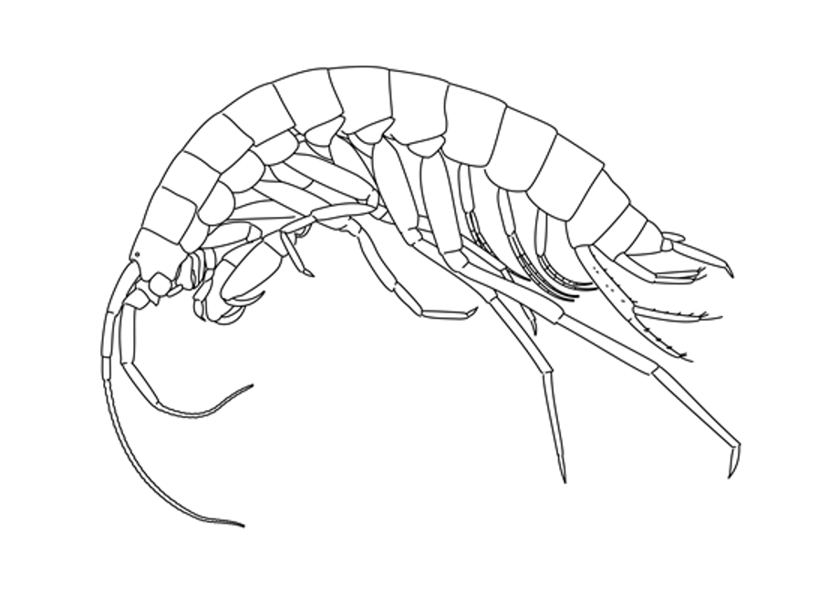 Graphic image of the uniqe groundwater amphipod that only lives in lake Þingvallavatn.