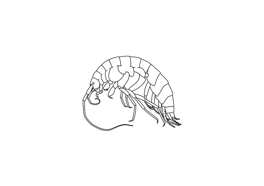 Graphic image of groundwater amphipod that lives in lake thingvallavatn
