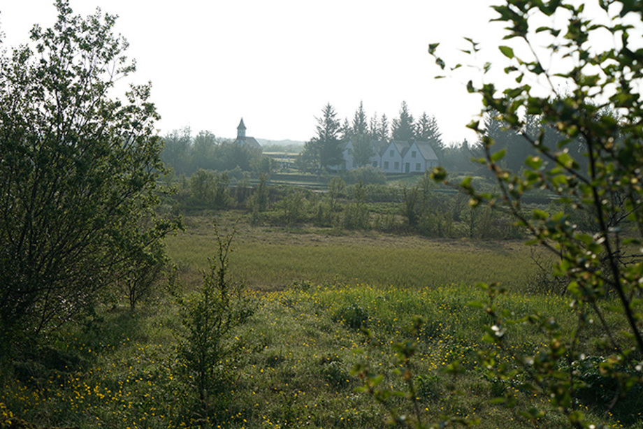 Birch at Church of Thingvellir National Park