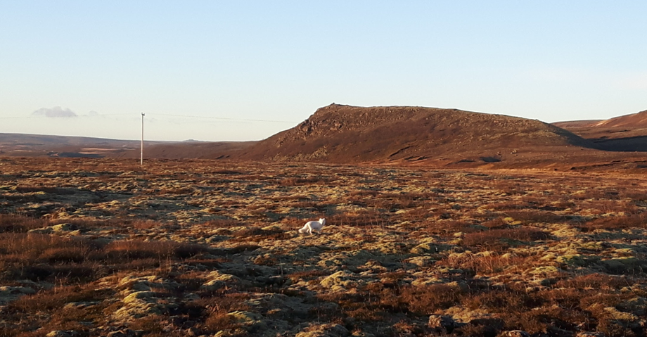 Hvít tófa, refur, á mosabreiðu nálægt Brúsastöðum