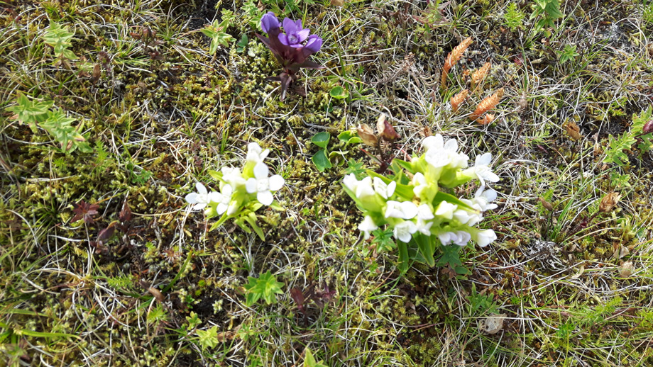 Fjólubláar og hvítar blómtegundir í mosabreiðu